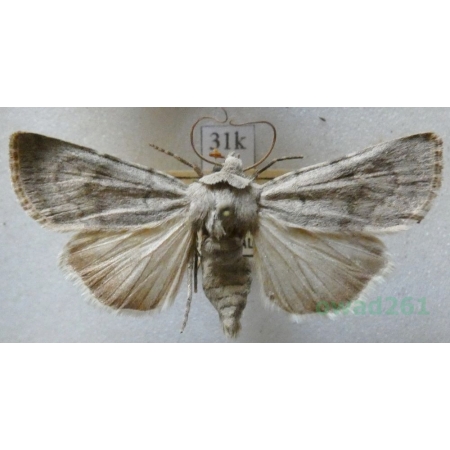 Euxoa decora (Denis & Schiffermüller, 1775) Poland31k